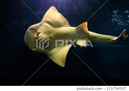 Underside of the Scyther Fish Underside of the Scyther Fish 115754537