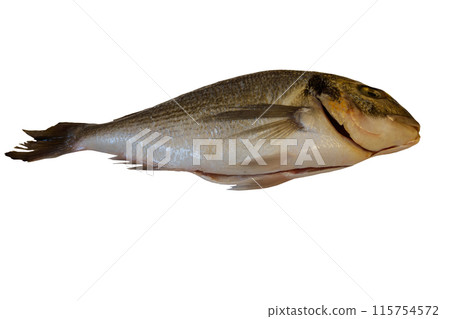Raw fresh fish dorado isolated on white background 115754572