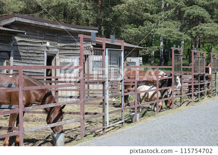 The horse in the stable at the stable in the Ethno-cultural tourist complex "Nanosy Rest" is equipped for performance The horse in the stable at the stable in the Ethno-cultural tourist complex "Nanosy Rest" is equipped for performance 115754702