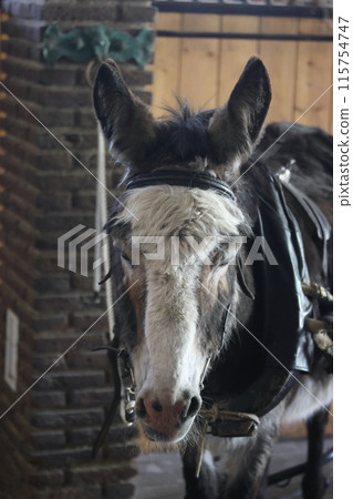 A donkey in an indoor pen. The head of the donkey is close -up 115754747