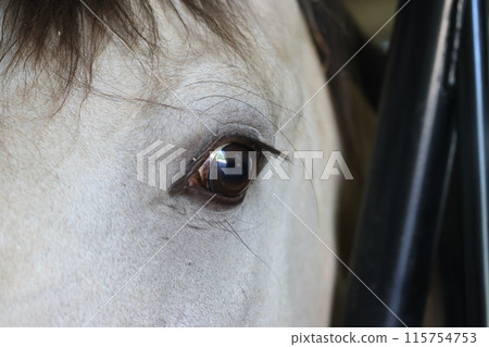 The horse in the stable at the stable in the Ethno-cultural tourist complex "Nanosy Rest" is equipped for performance The horse in the stable at the stable in the Ethno-cultural tourist complex "Nanosy Rest" is equipped for performance 115754753