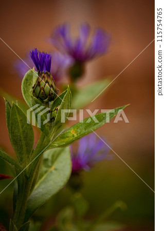 Common or Black Knapweed - Centaurea nigra Common or Black Knapweed - Centaurea nigra 115754765