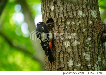 Woodpecker feeds the chick in the nest hollow. Birds Woodpecker feeds the chick in the nest hollow. Birds 115754786