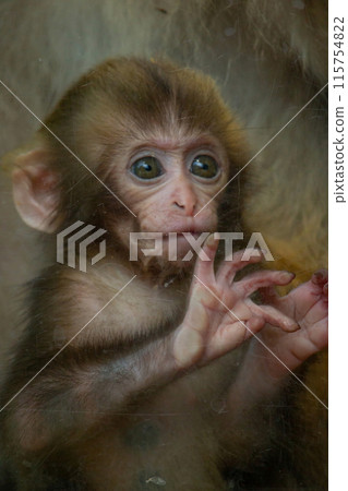 Potrait image of monkey (macaque) Potrait image of monkey (macaque) 115754822
