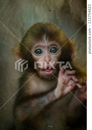 Potrait image of monkey (macaque) 115754823