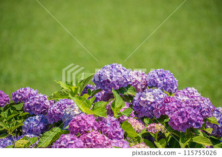 綠草花園裡盛開的繡球花 115755026