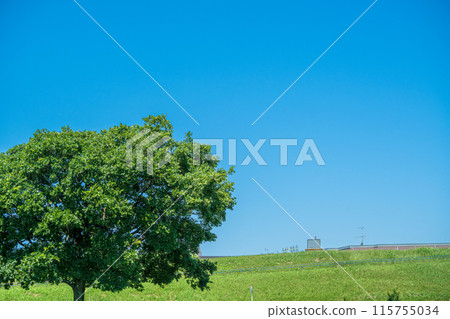 A tree standing on the Edogawa riverbank A tree standing on the Edogawa riverbank 115755034