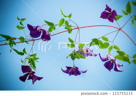 branch of blooming purple clematis, isolated on blue background 115755215