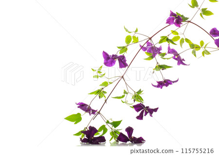 branch of blooming purple clematis, isolated on white background branch of blooming purple clematis, isolated on white background 115755216