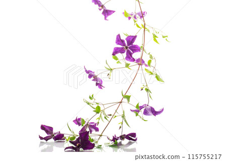 branch of blooming purple clematis, isolated on white background branch of blooming purple clematis, isolated on white background 115755217
