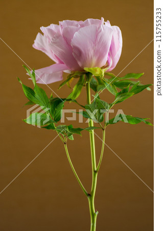 Pink tree peony flower, isolated on brown background 115755233