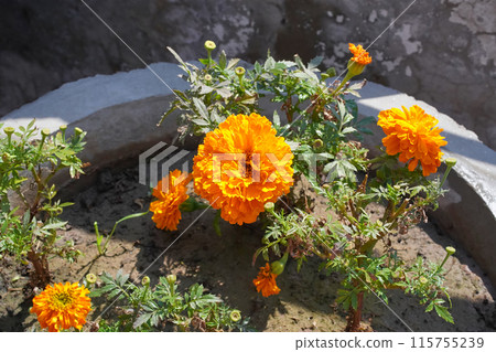 Marigold orange flower of tagetes erecta isolated. Yellow geranium flowers growing in a pot against gray concrete wall background, close-up, horizontal picture. Marigold orange flower of tagetes erecta isolated. Yellow geranium flowers growing in a pot against gray concrete wall background, close-up, horizontal picture. 115755239