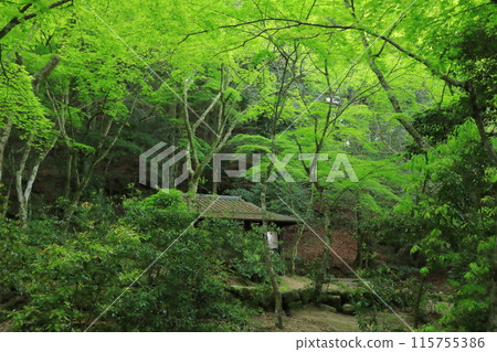 A hut built among the green maples of Momijidani Park exudes a Japanese atmosphere A hut built among the green maples of Momijidani Park exudes a Japanese atmosphere 115755386