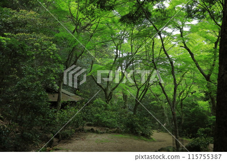 Scenery of Miyajima Momijidani Park in Aki during the season of fresh greenery, a season full of Japanese atmosphere Scenery of Miyajima Momijidani Park in Aki during the season of fresh greenery, a season full of Japanese atmosphere 115755387