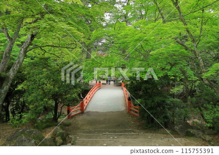 Tourists strolling through Miyajima Momijidani Park in Aki during the season of fresh greenery 115755391