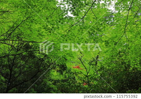 The vibrant green maple scenery at Miyajima Momijidani Park in Aki 115755392