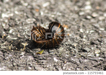 Glomerida have a smooth, hard shell. It is round like a bullet. To protect yourself from predators 115755461