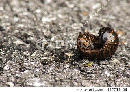 Glomerida have a smooth, hard shell. It is round like a bullet. To protect yourself from predators 115755466