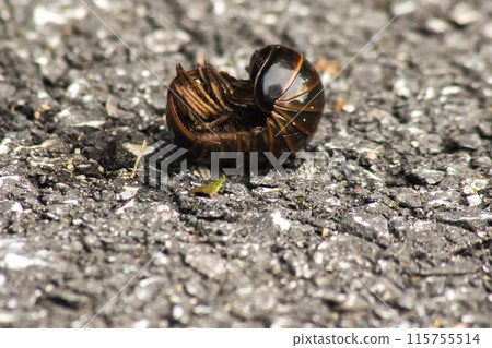Glomerida have a smooth, hard shell. It is round like a bullet. To protect yourself from predator 115755514