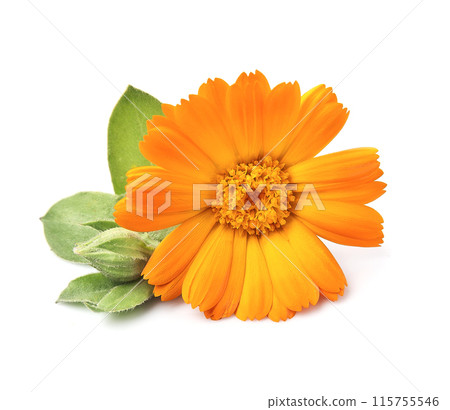 Calendula flower on white backgrunds 115755546