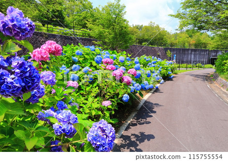 [Kagawa Prefecture] Sanuki Mannou National Park during the rainy season (hydrangeas) 115755554