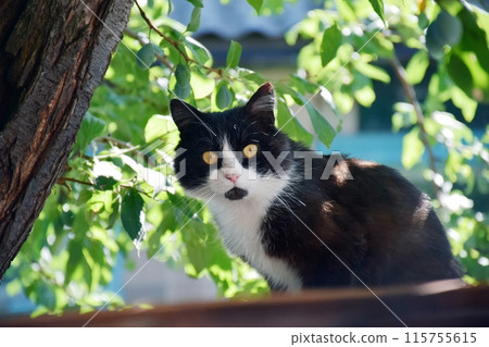 Well fed fat cat sitting near the door of the grocery 115755615