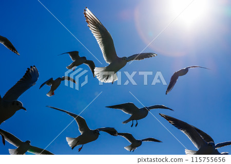 A flock of seagulls flying towards the sun 115755656