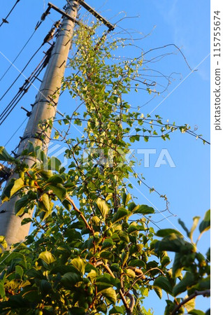 藤蔓和藍天沿著從電線桿斜向延伸到地面的電線爬上的風景。 115755674