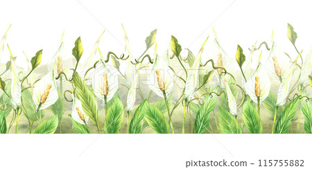 Tropical flowers and leaves seamless border White exotic buds with green creeper, Anthurium Curly greenery on watercolor splashes background Horizontal flat edge pattern Painted illustration Isolated  115755882