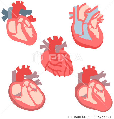 Heart and blood vessel Heart and blood vessel 115755894