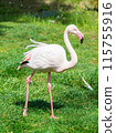 Flamingo in Zoo Bochum, Germany 115755916