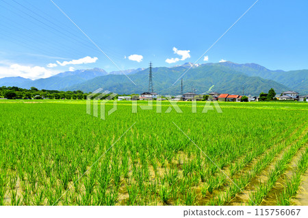 View of Mt. Kisokoma from Mishima, Ina City, Nagano Prefecture (Ina City, Nagano Prefecture) [2024.6] 115756067