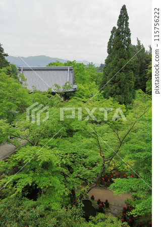 安藝宮島大聖院的庭院景色，被明亮的新鮮綠色所覆蓋 115756222