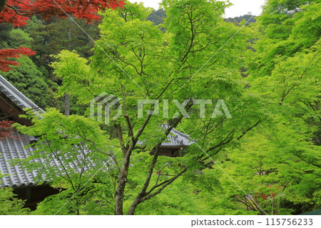 The view of Miyajima Daisho-in Temple in Aki, where autumn leaves accentuate the green maples The view of Miyajima Daisho-in Temple in Aki, where autumn leaves accentuate the green maples 115756233