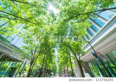 【東京】初夏綠樹環繞的丸之內仲通街風景 【東京】初夏綠樹環繞的丸之內仲通街風景 115756265