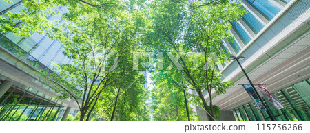 [Tokyo] Scenery of Marunouchi Nakadori surrounded by fresh greenery in early summer 115756266