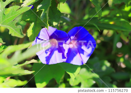 Morning glories blooming in the fields Morning glories blooming in the fields 115756270