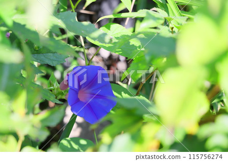 Morning glories blooming in the fields 115756274