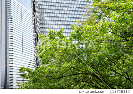Street trees and skyscrapers in Shinjuku, Tokyo Street trees and skyscrapers in Shinjuku, Tokyo 115756313