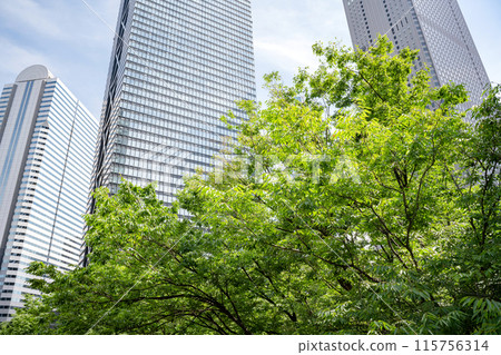 Street trees and skyscrapers in Shinjuku, Tokyo 115756314