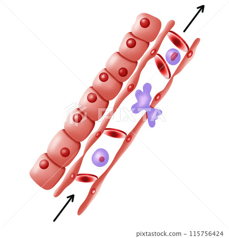 Red blood cell distrorted by plasma current , blood flow 115756424