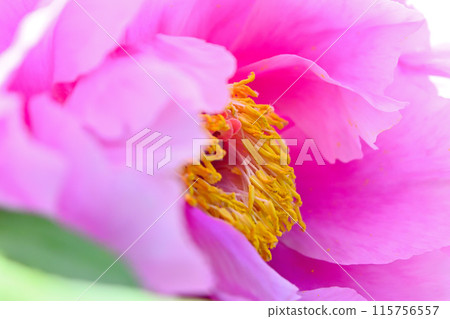 桃紅色樹牡丹花 桃紅色樹牡丹花 115756557