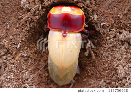 雄性巨鍬蟲剛羽化後 115756938