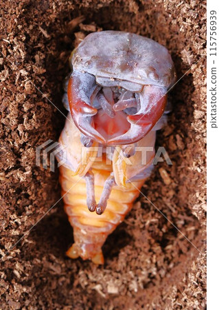 即將出現的大型雄性鍬蟲 115756939