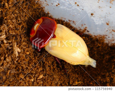 剛羽化的雌鍬蟲 115756940