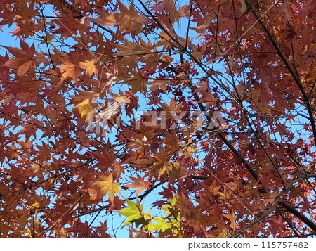 Blue sky through the gaps in the autumn leaves 115757482