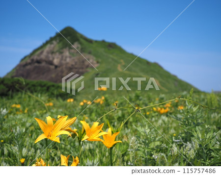 Onogame, Sado Island, where Tobishima day lilies bloom 115757486
