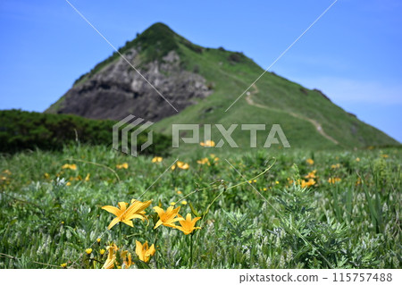 Onogame, Sado Island, where Tobishima day lilies bloom 115757488