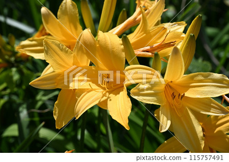 Tobishima day lilies blooming in Onogame, Sado Island Tobishima day lilies blooming in Onogame, Sado Island 115757491