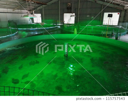 Kasado Island "Hirameki Park" flounder farming facility (Kudamatsu City, Yamaguchi Prefecture) 115757543